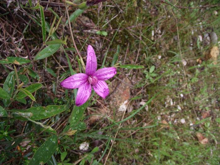 Elythranthera - enamel orchid ellis_brook_m_022.JPG